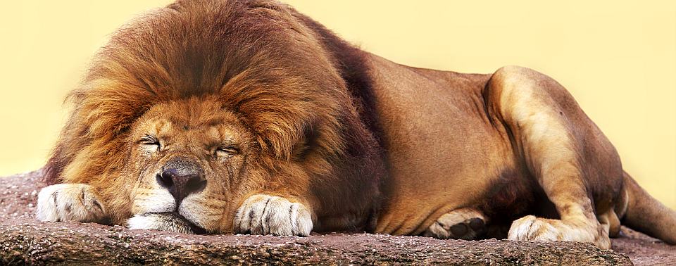 Koliko znamo o lavovima tim kraljevima divljina