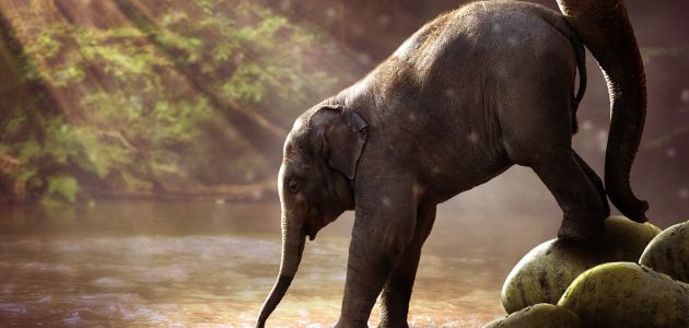 Slonovi na Tajlandu ti predivni radišni divovi