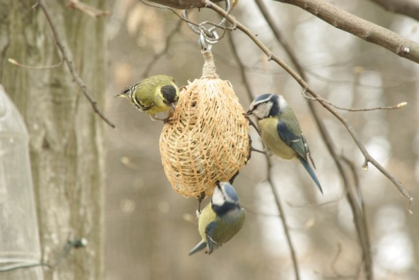 Hranjenje ptica