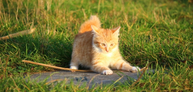 Maca papučarica