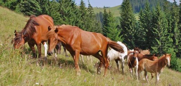 Konji te prekrasne plemenite životinje