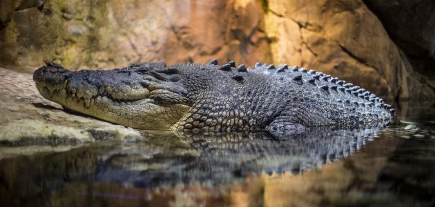 Zašto je krokodil najzanimljiviji gmaz a aligator tako strašan