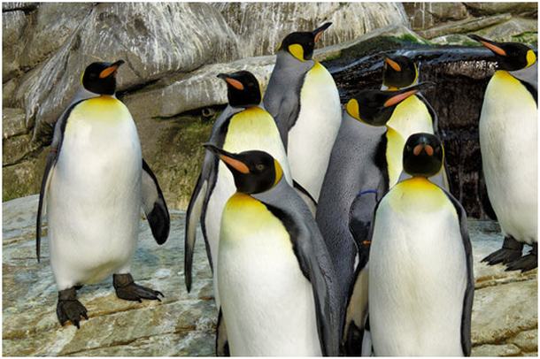 zoo-berlin-pinguin