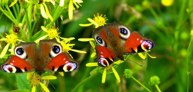 Upoznavanje zagrebačkih leptira