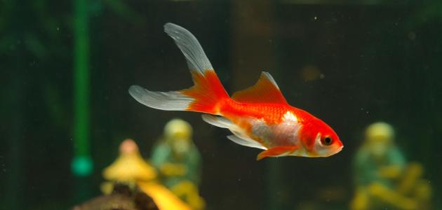 Pamćenje zlatne ribice traje tri sekunde