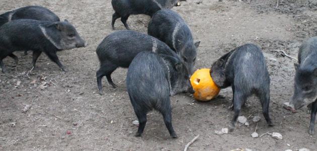 Bundevijada u Zoo vrtu