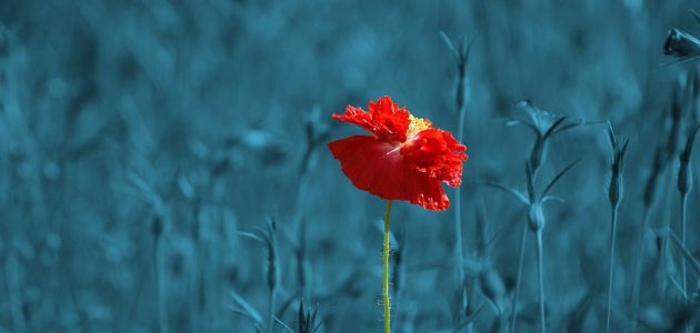 Predstavljanje slikovnice Mama za Koka