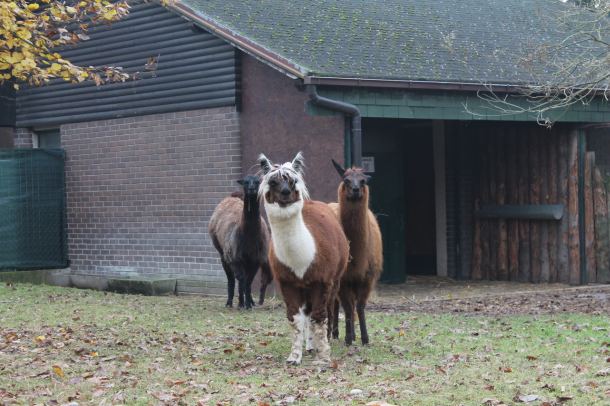advent-zoo-1