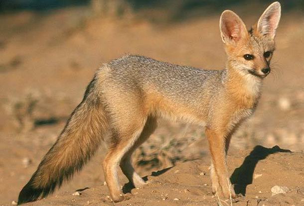 Afrička ušata lisica