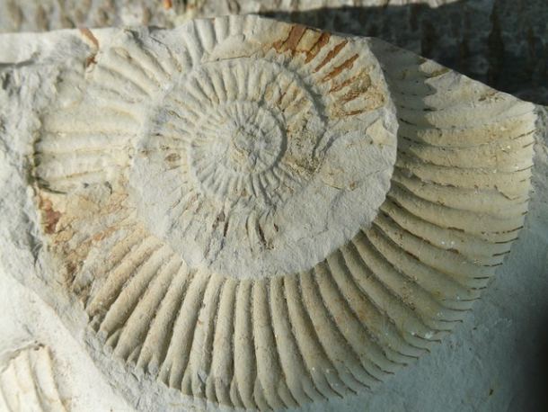 fosil-1