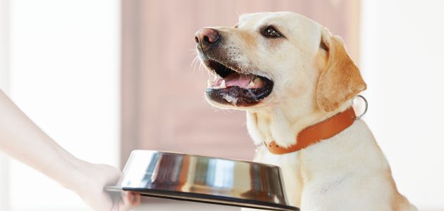 Hungry labrador with dog bowl is waiting for feeding.