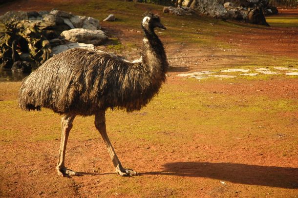 emu