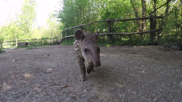 beba-tapira-2