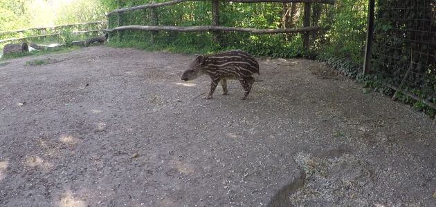 beba-tapira-1