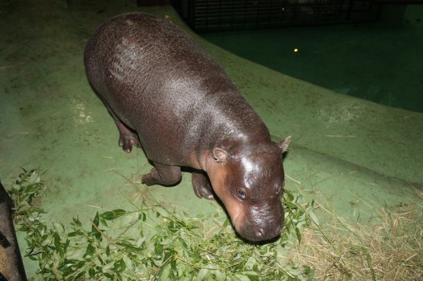 patuljasta-vodenkonjica-1