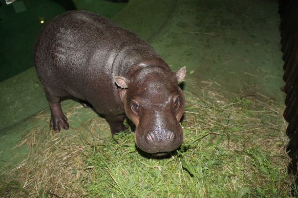 patuljasta-vodenkonjica-2