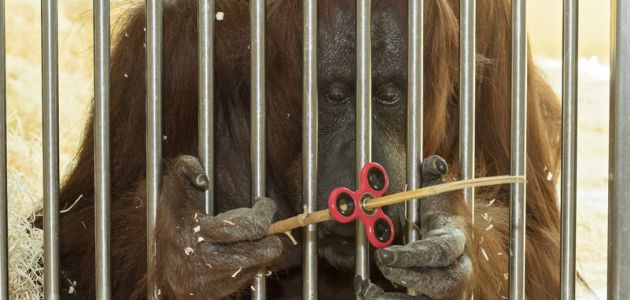 I orangutanica Nonja iz bečkog zoološkog vrta otkrila spinner