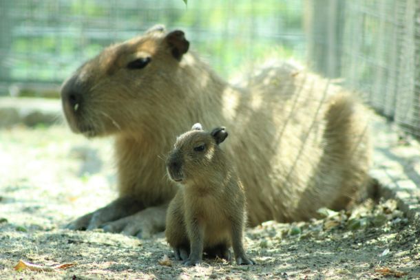 kapibara