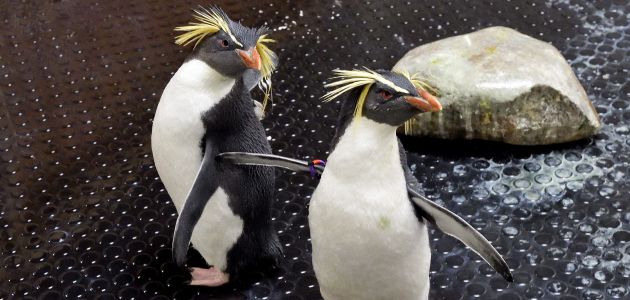 Pingvini Rocky i Howie novi dom našli u Beču
