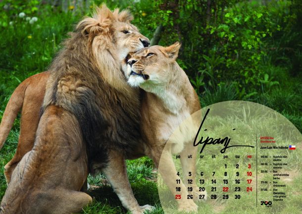 zoo-kalendar-1