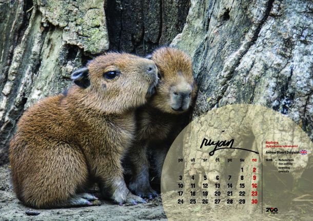 zoo-kalendar-3