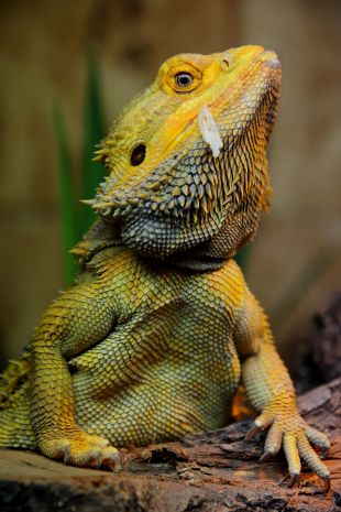 bradata-agama-1
