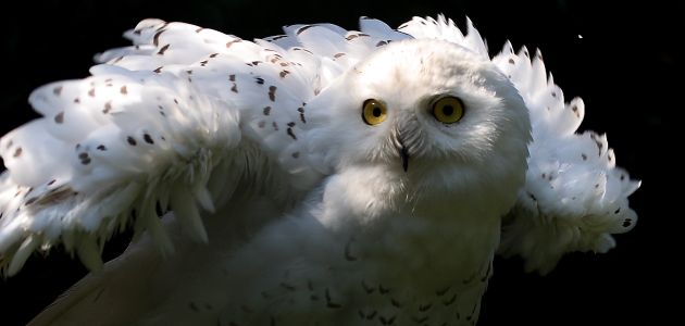 Lovci i lovine u svijetu životinja