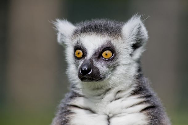 Lemur