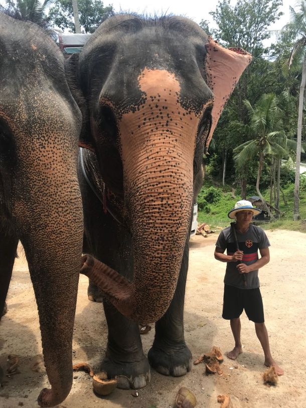 slonovi tajlanda