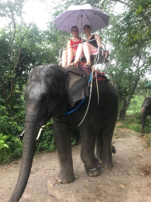slonvi sisavci slon tajland