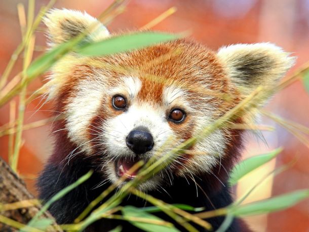 crvena-panda-1