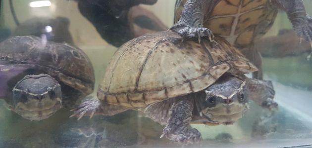 Mošusna kornjača – mirišljava mesožderka