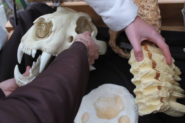 lubanja-lava-slonov-zub