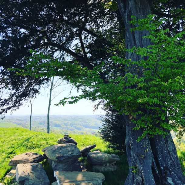 plješivica japetić