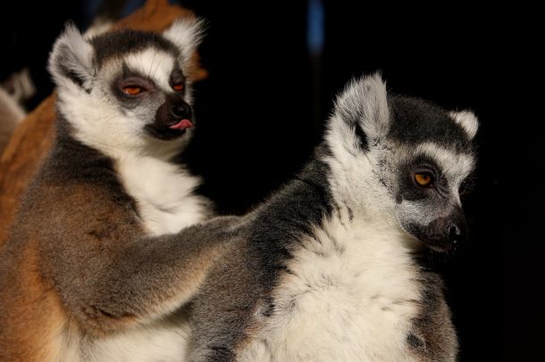 prstenorepi-lemuri