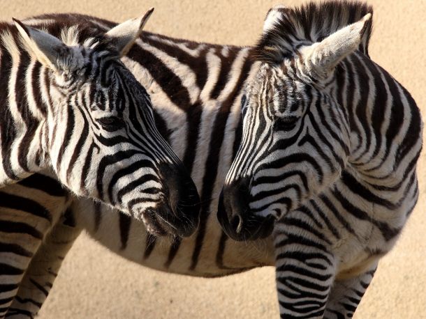 zebre-1