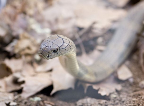 kraljevska-kobra