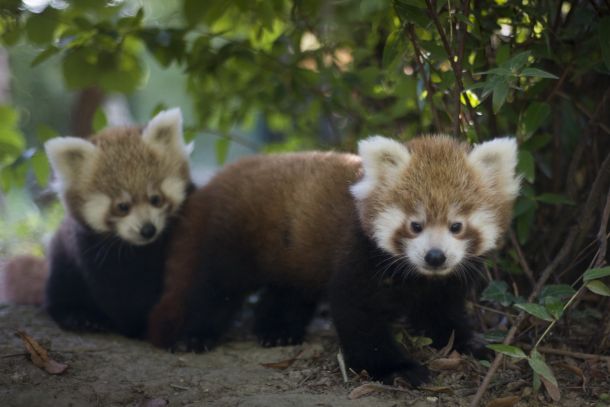 crvene-pande-zg-zoo-2