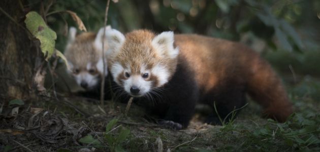 Crvena panda Ema ima pune ruke posla oko malenih blizanaca