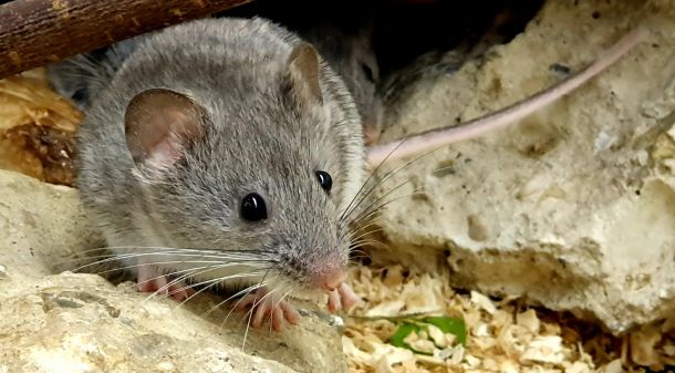 Dinarski voluhar 2_1