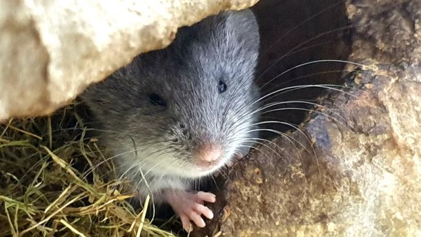 Dinarski voluhar 2_2