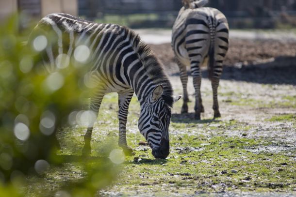 zebre-zoo