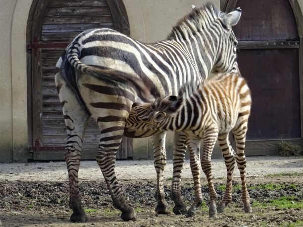 mladunce-zebra-1