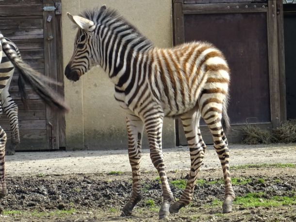 mladunce-zebra-4