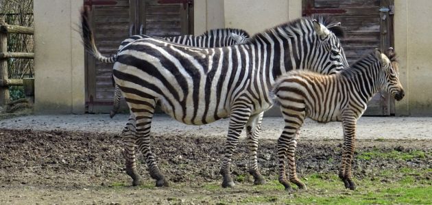 Mladunče zebre došlo je na svijet u Zoo Zagreb