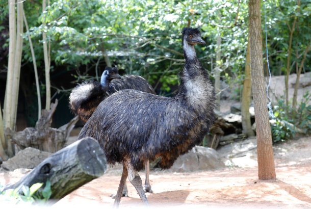 Emu online australija