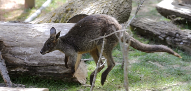 Virtualna Australija u Zoo