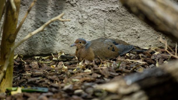 zoo-sokorska-gugutka
