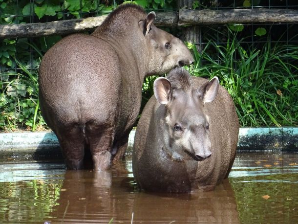 zoo-tapiri