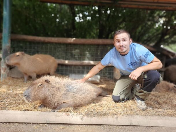 zoo-timaritelj-antonio-feliks-kapibare
